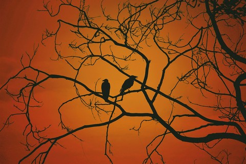 birds and sunset