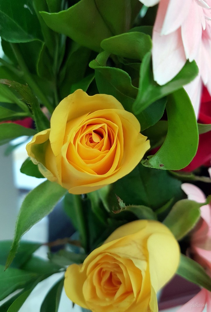 yellow rose