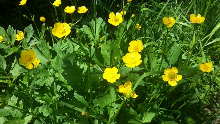 Flowers