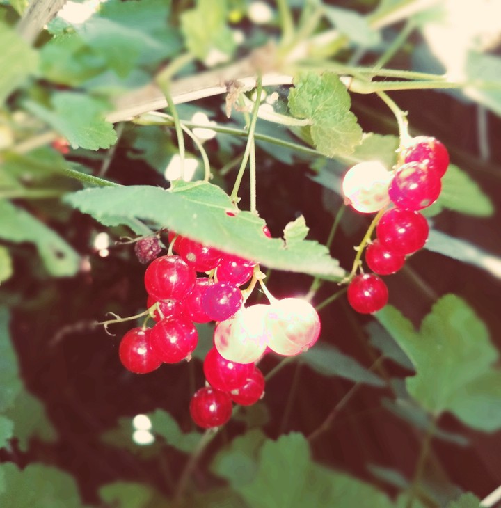 Berries