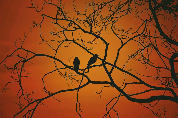 birds and sunset