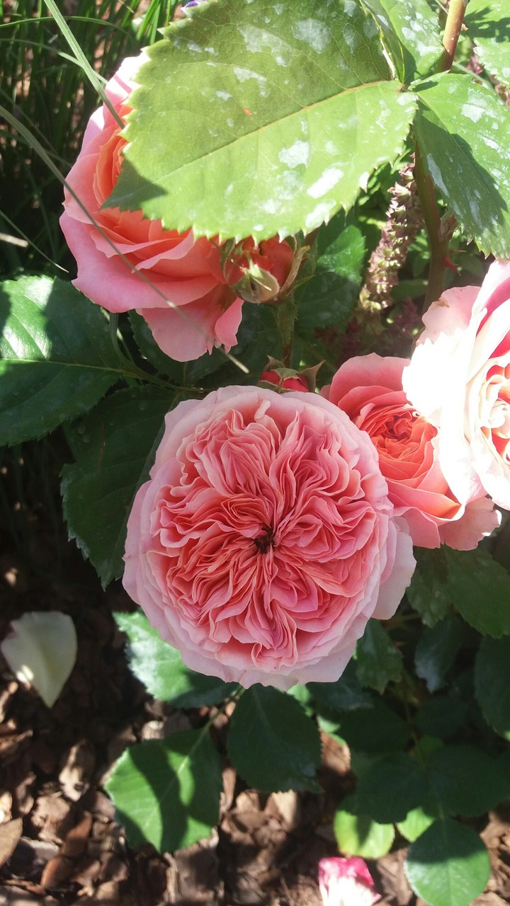 Rose