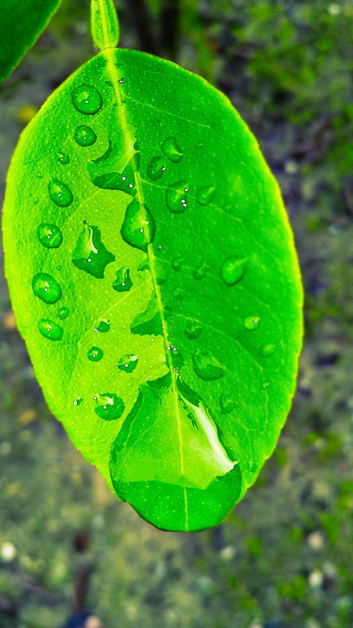 Green Leaf