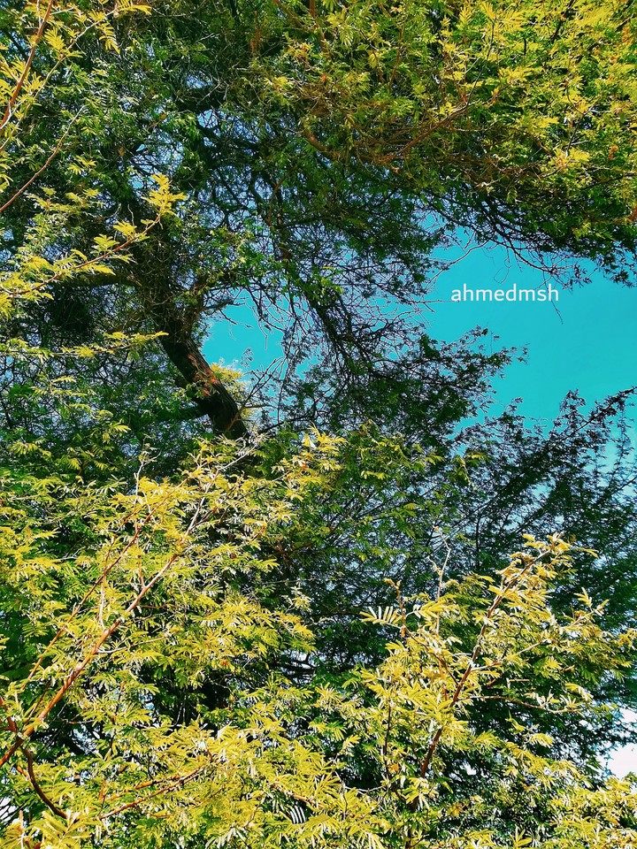 tree