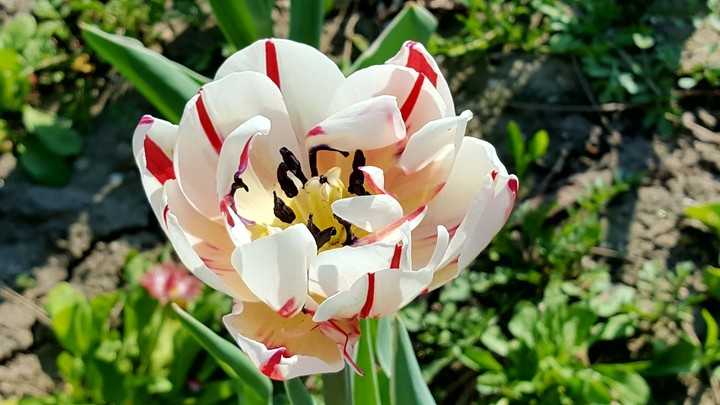 Tulip