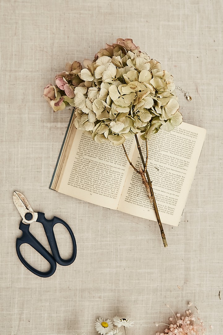 HYDRANGEA, SCISSORS AND A BOOK