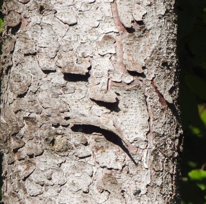 treeface