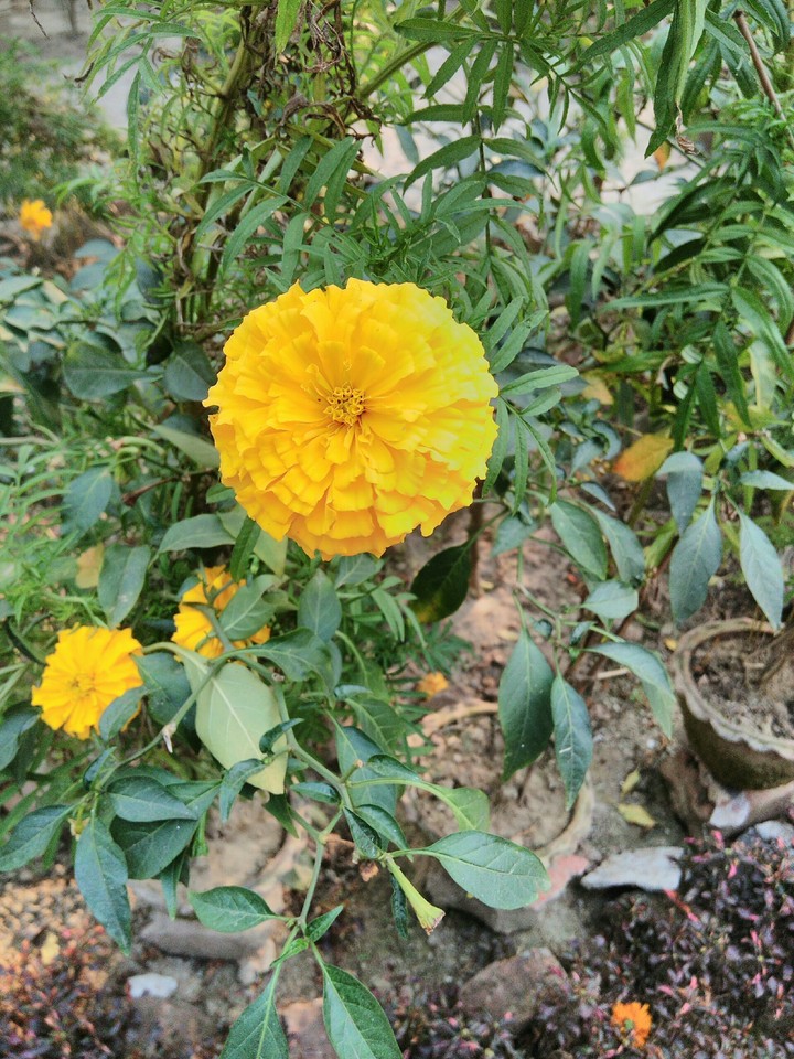 indian flowers