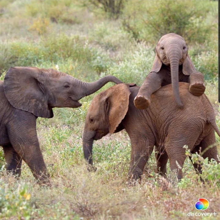 elephant
