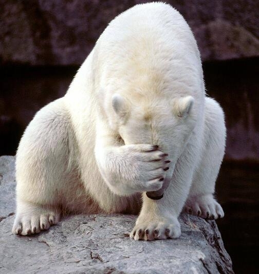 polar bear