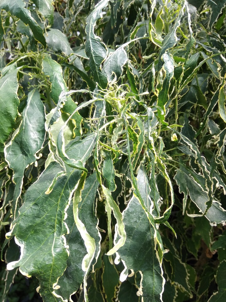 plants