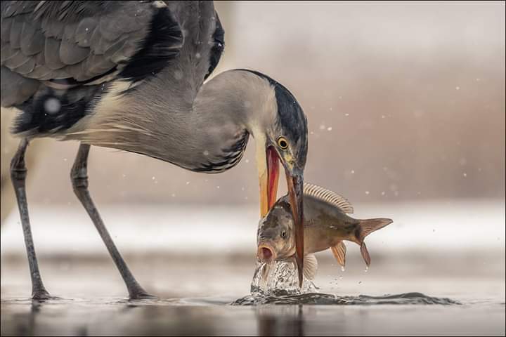 The catch