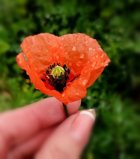 #papaver