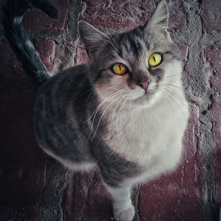 "Simplemente gato"
