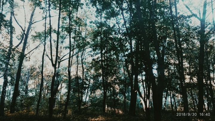 forest