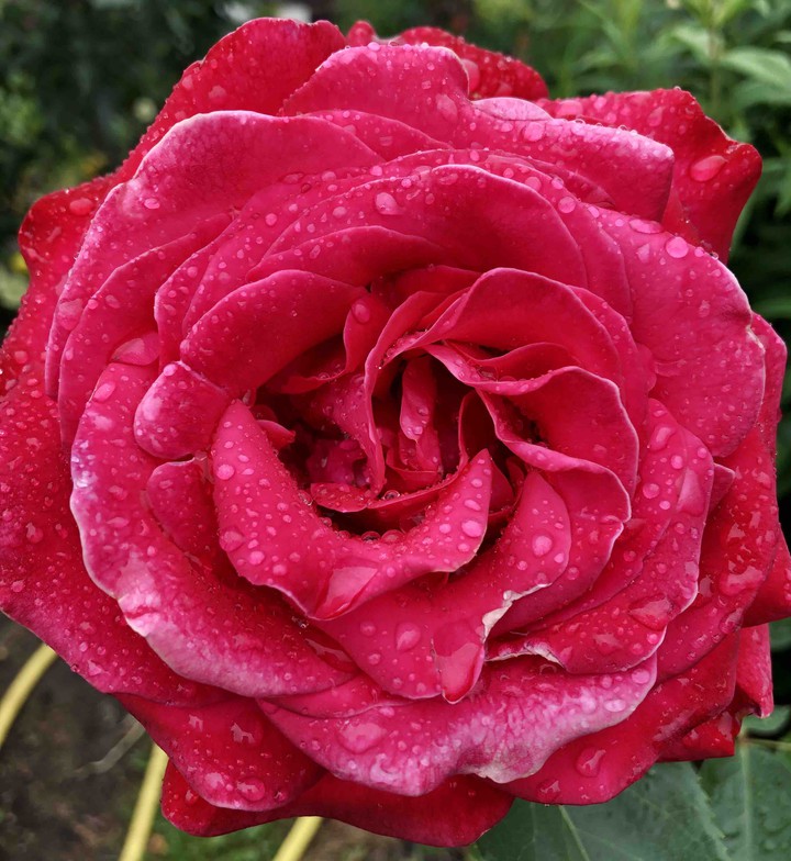 rose