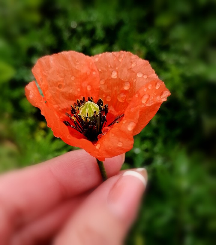#papaver