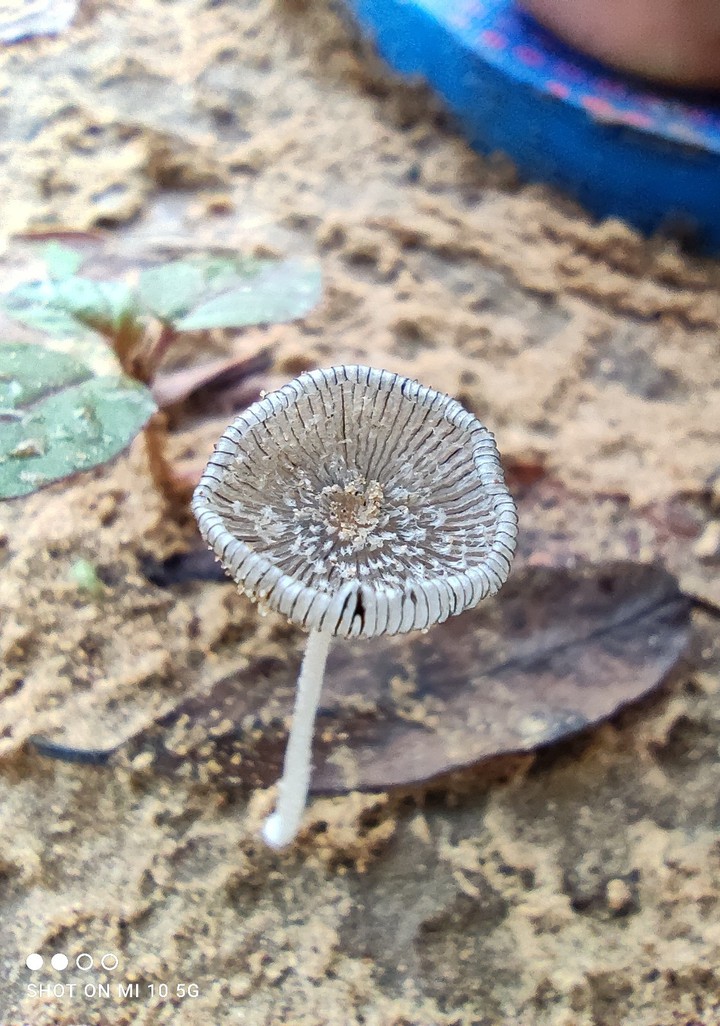 masroom