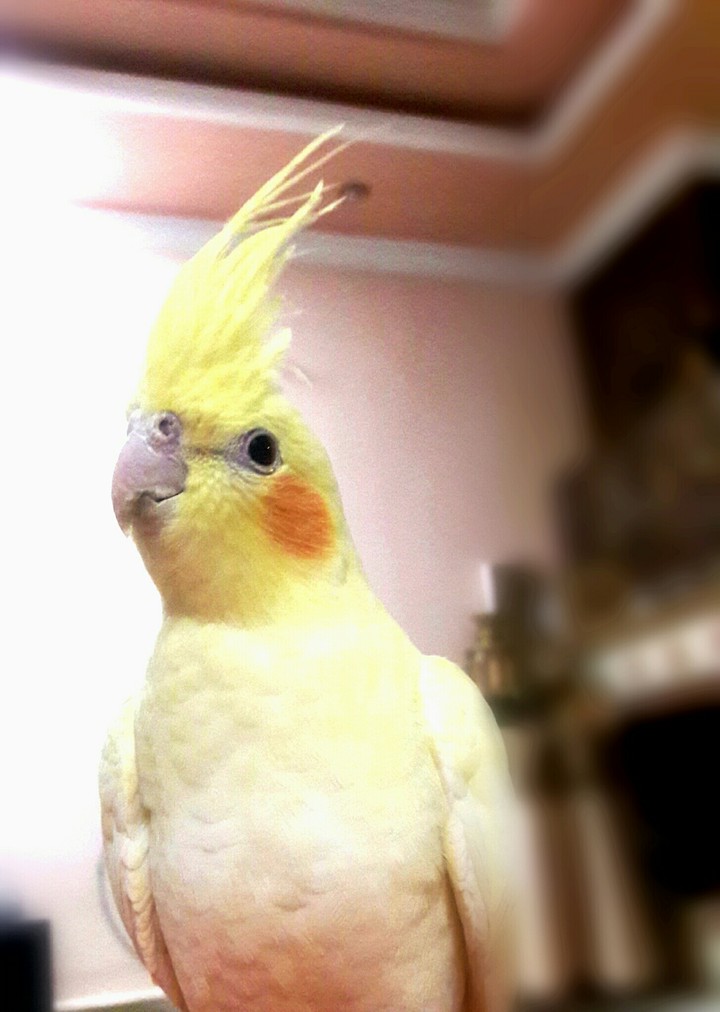 my love