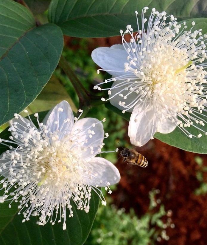 Guva flower