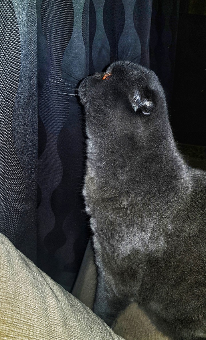 кот