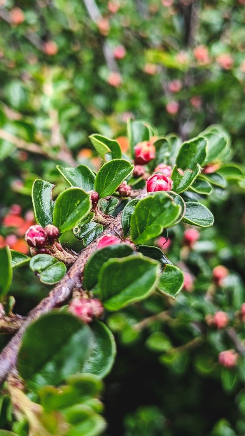 leaf, shrub wallpapers