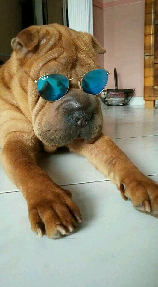sharpei con anteojos