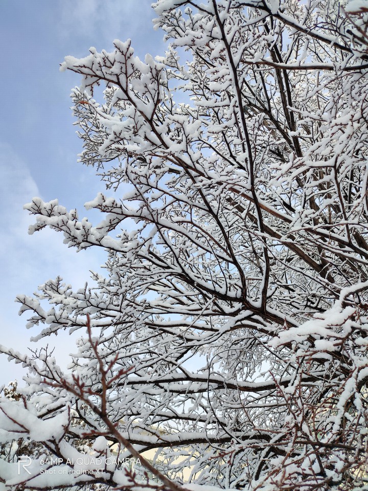 White majesty