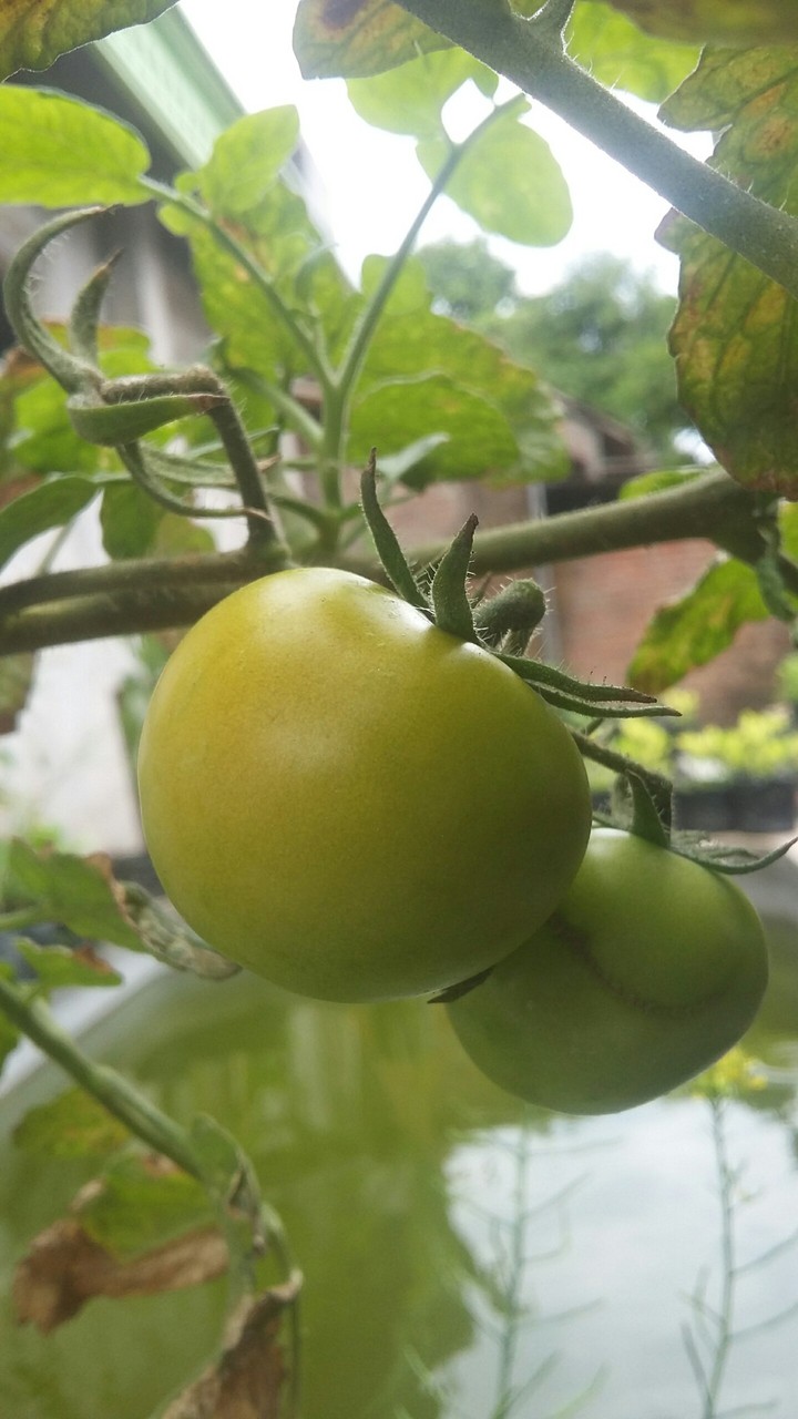 tomato green?