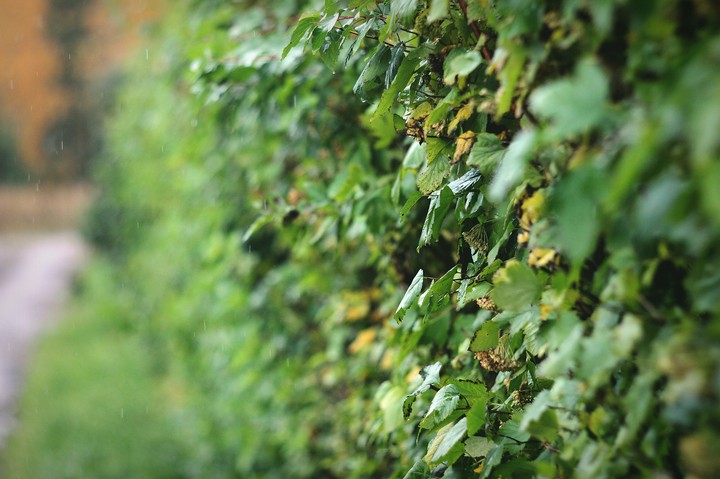 shrubbery