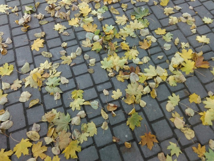 Leaves