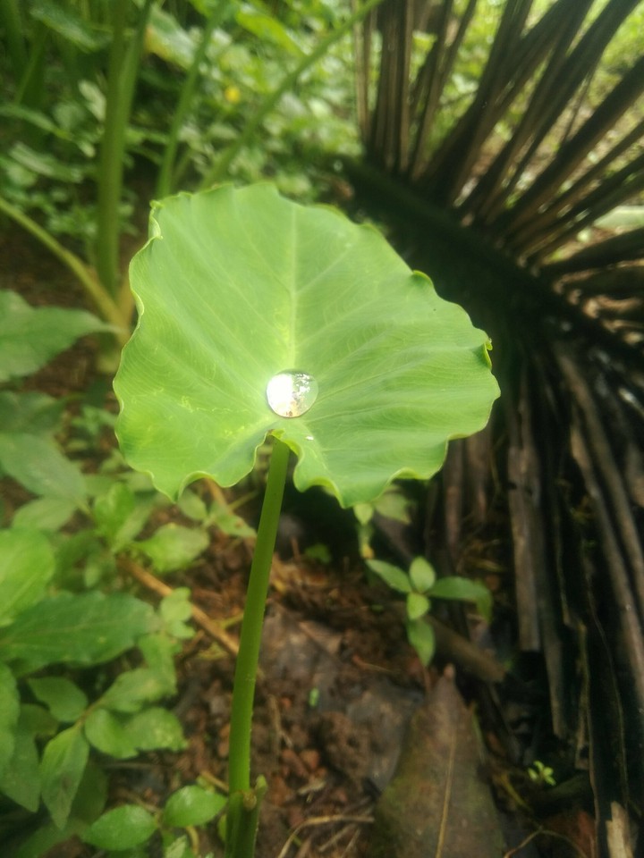 water drop