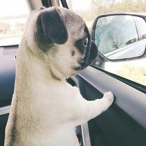 PUG