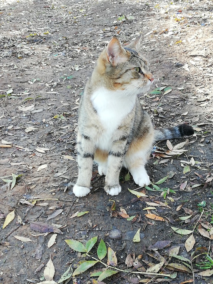 kedi