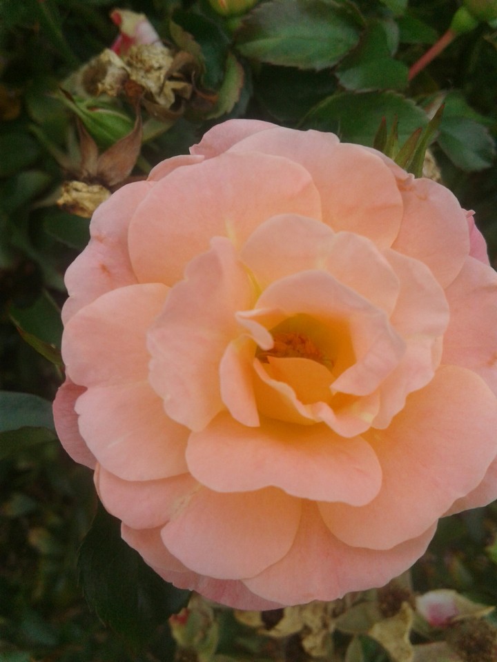 peach rose