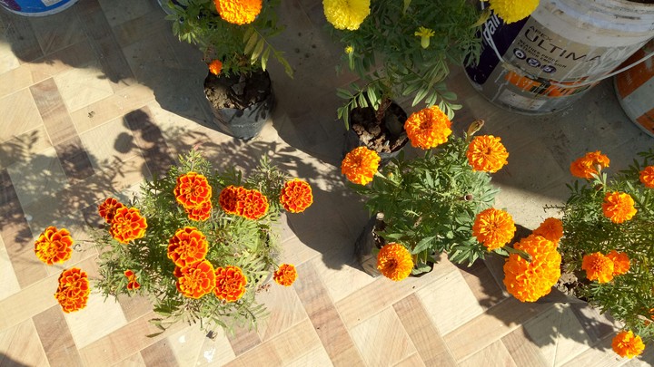 flowers