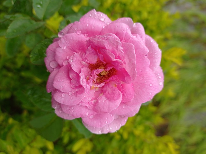 Morning Pink Rose