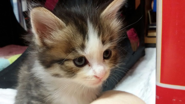 귀여운 아기 고양이
