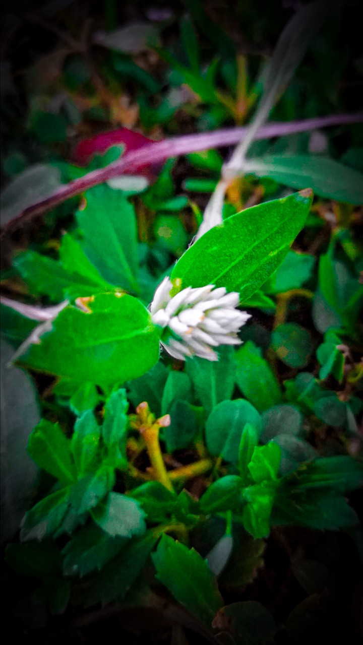 flower simple clicked me...