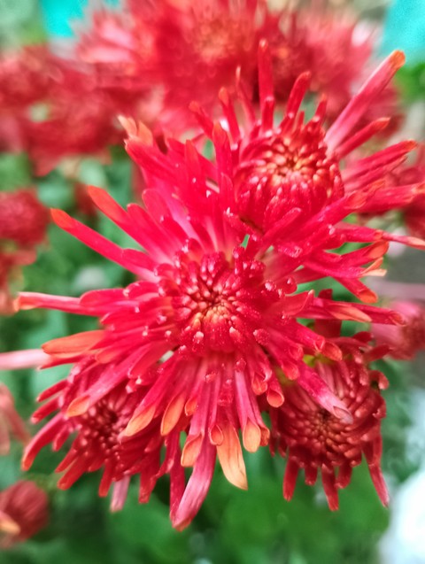 flower, pink壁纸