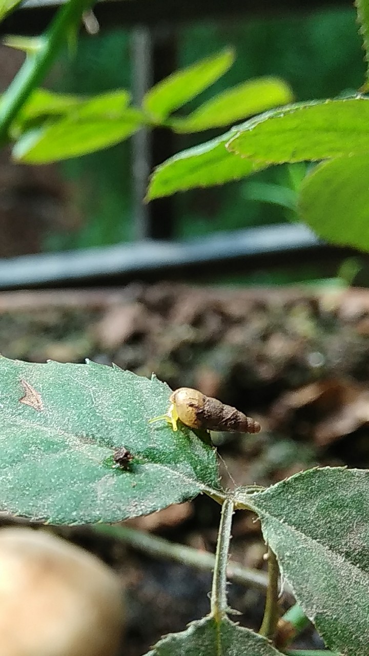 nature