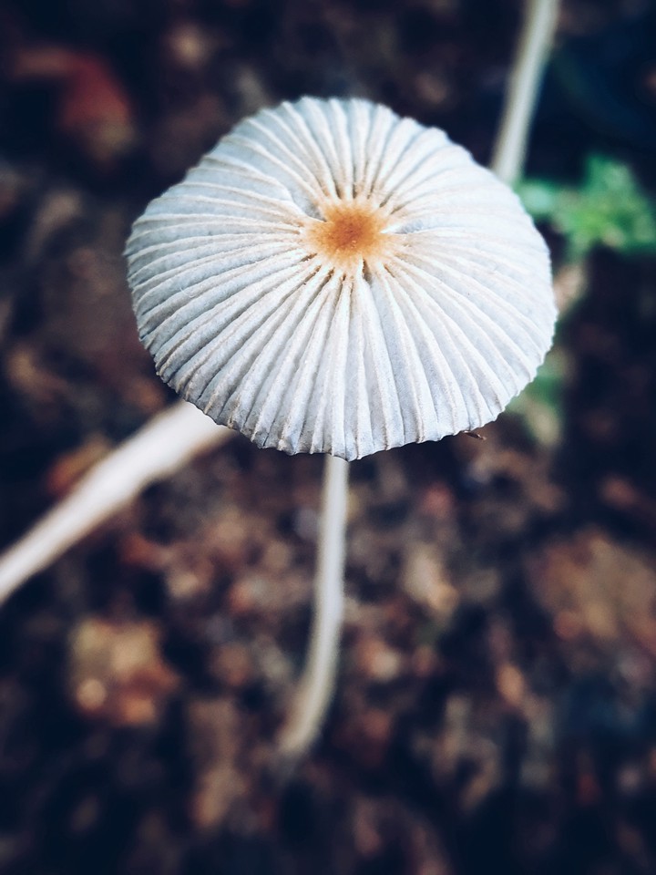 Bloom each day