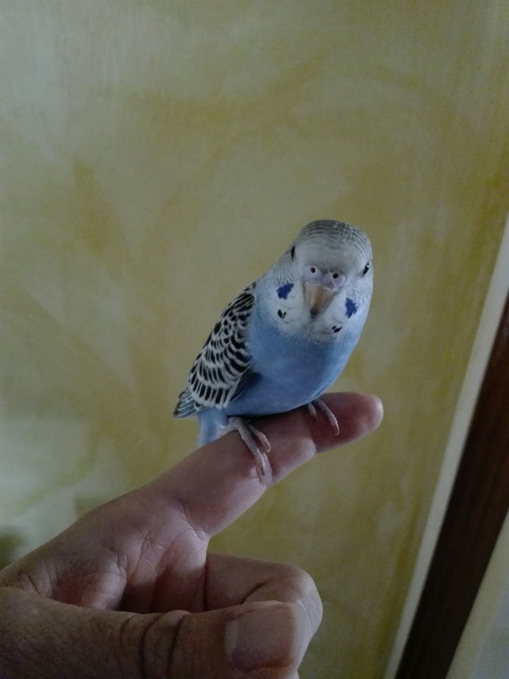Piccola cocorita.