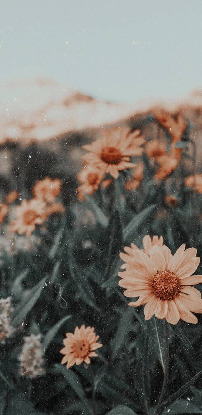Sunflowers.Beautiful nature photo