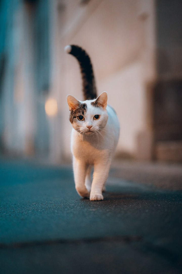 cat