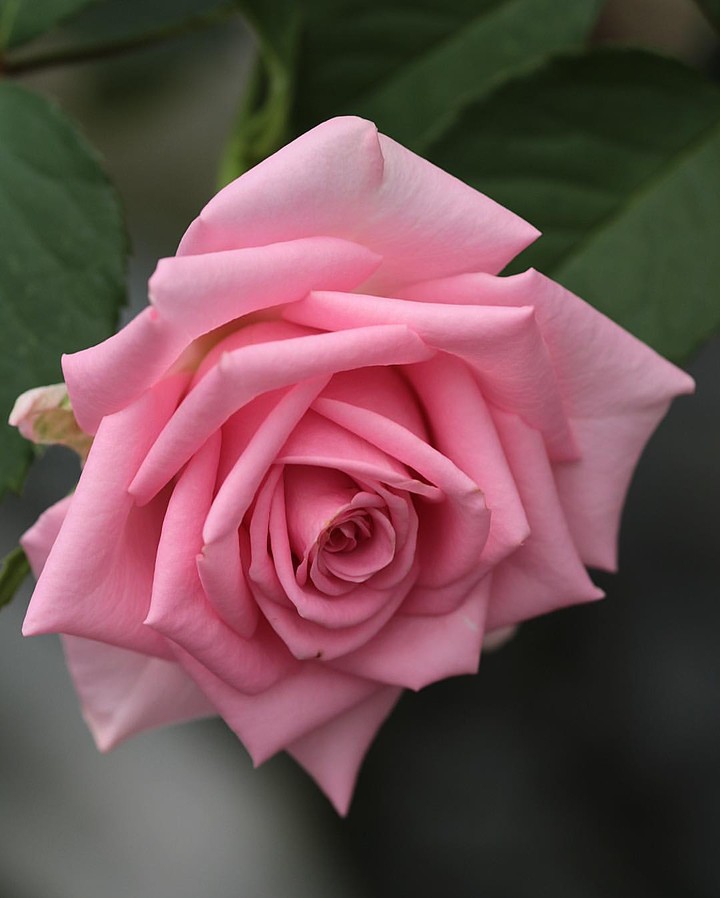 Pink Rose
