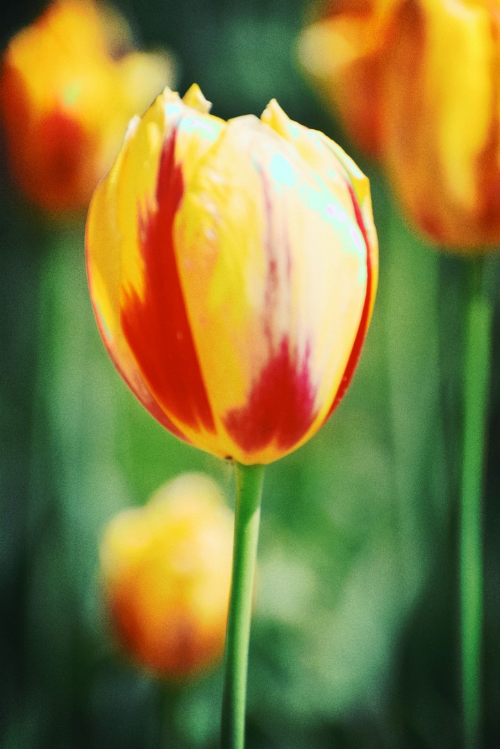 A Tulip