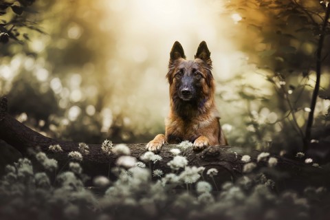 тапети dog, black