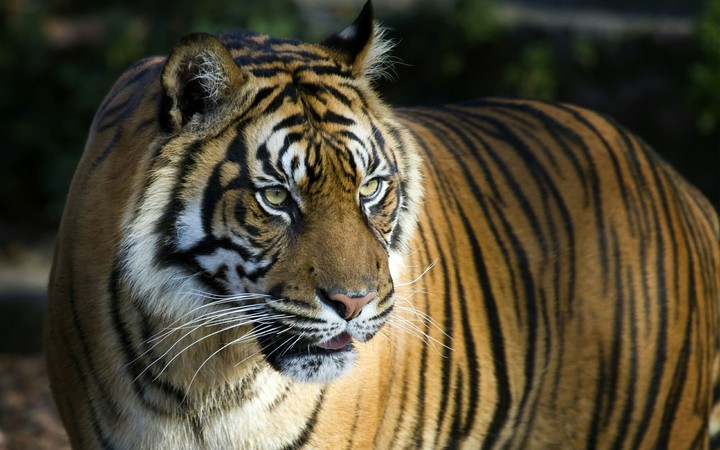 Tiger