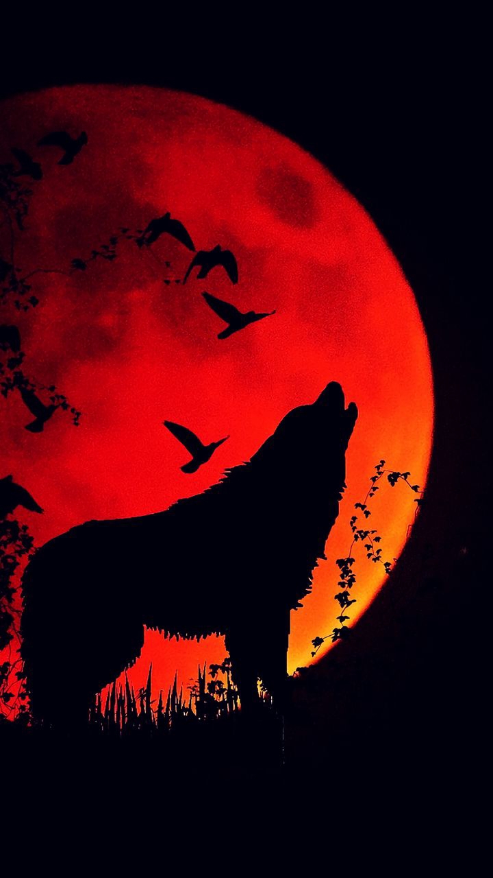 wolf